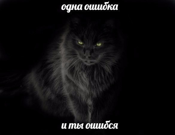 Жизнь домашнего приюта "Котоленд" 418