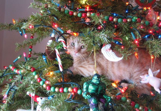 Котэ, совэ и все-все-все