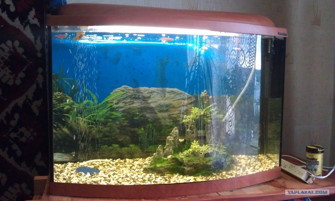 В новый аквариум запустили 14 рыбок. Аквариум 75 литров. Декор аквариума 50 литров. Аквариум 72 литра. Декор аквариума 40 литров.