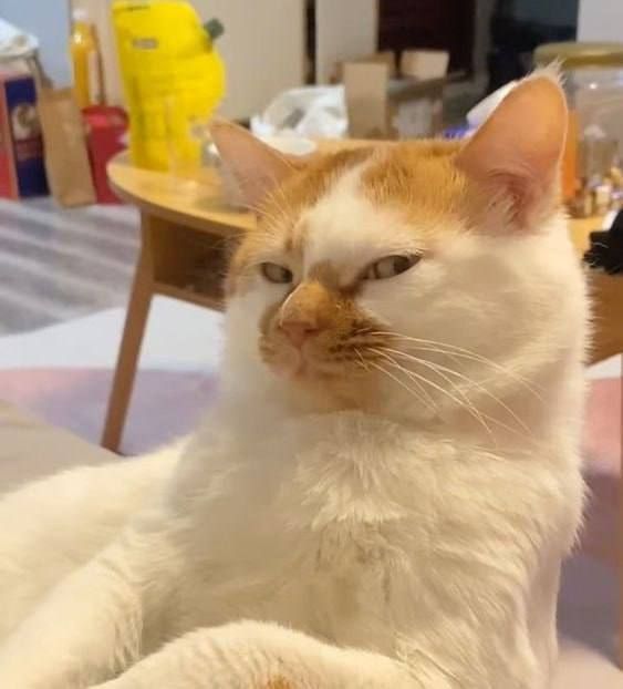 Смешные коты, которые бы победили на конкурсе абсурдных фотографий