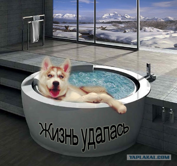 Оставили щенка хаски на минутку одного...