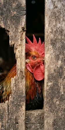 «Не хочу разводиться»