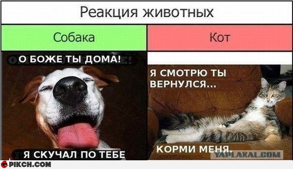 Что такое собака в доме