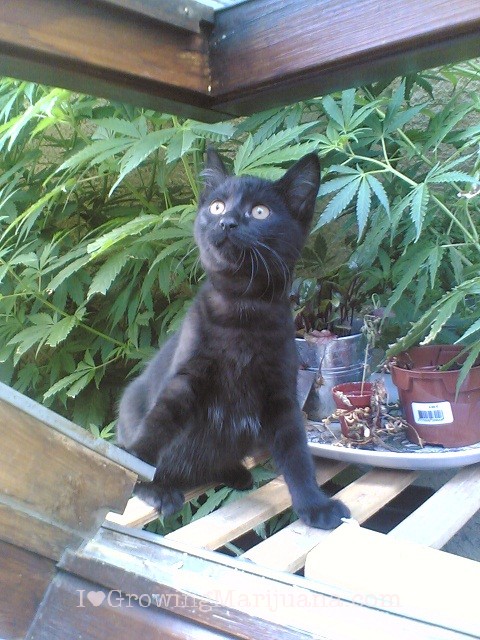 Коты ученых