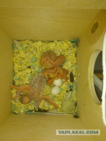 Как я попуганов размножала