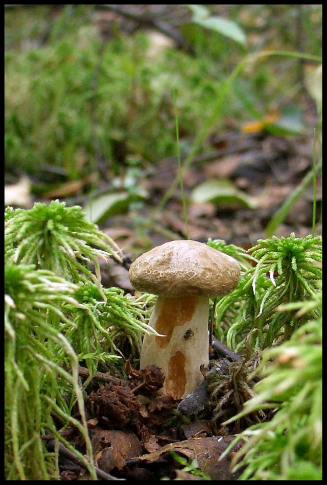 Осень - грибная пора