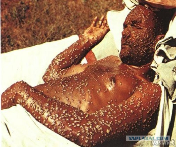 Черный волк