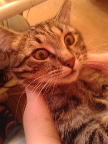 Котовторник  08.07.2014