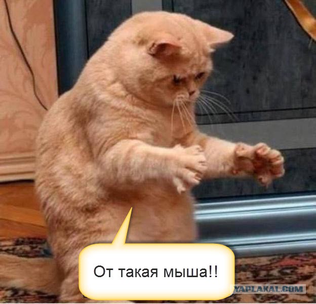 Котовторник 09.09.2014