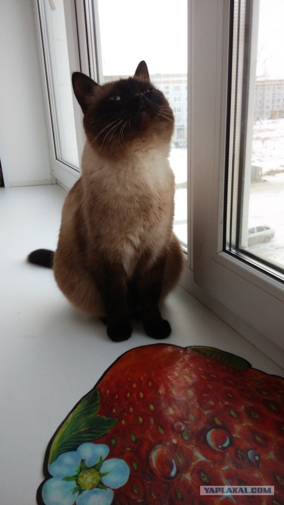 Котовторник 25.11.2014