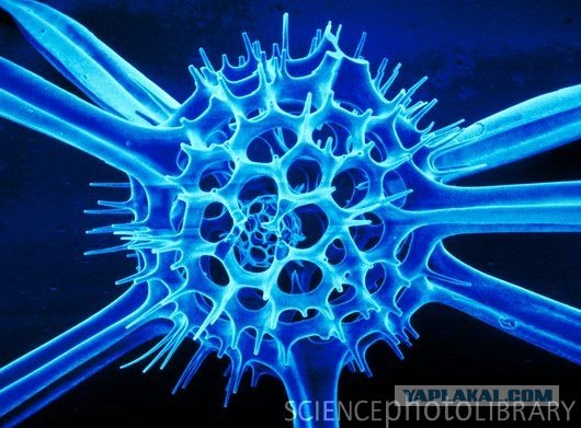 Радиолярии