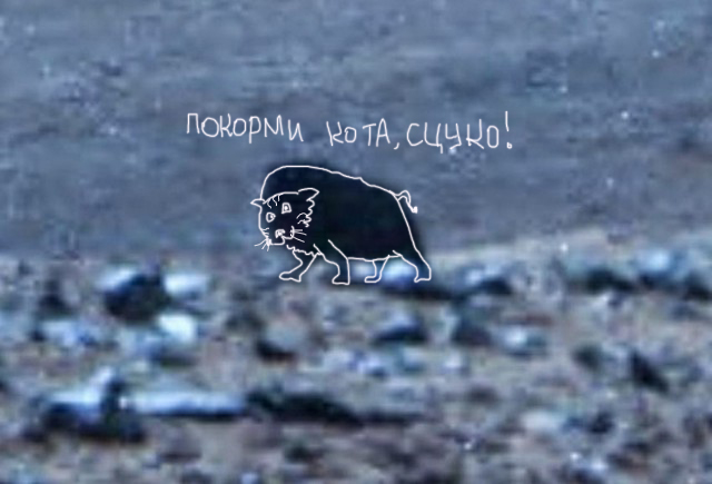Ровер НАСА снял на Марсе животное
