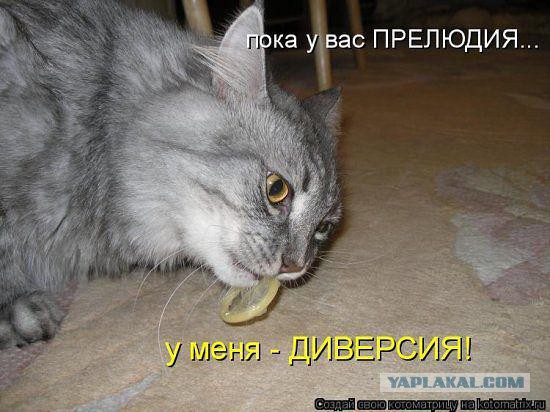 Веселости из сети