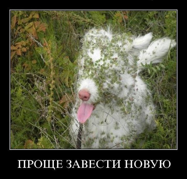 Вы хотите "демов"?
