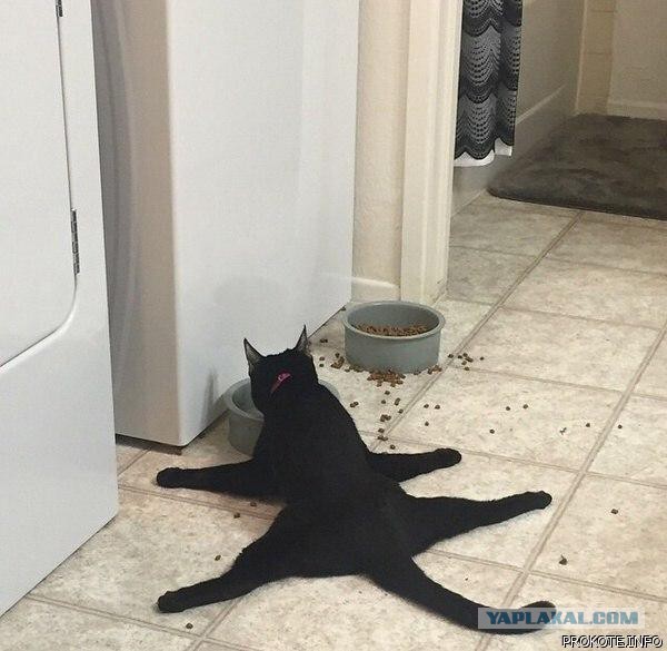 Котэподборка