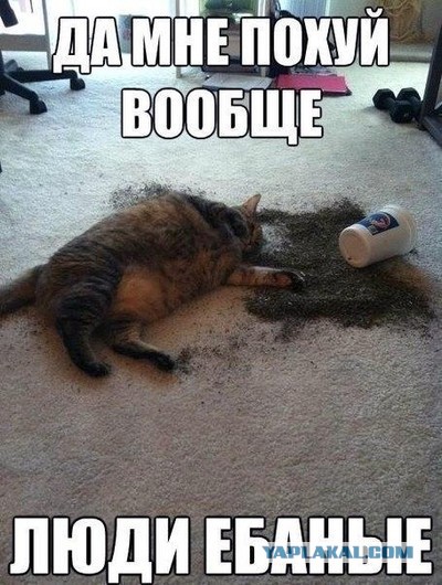 Веселые картинки