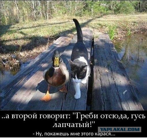 Смешные комментарии из соц. сетей 28.10.15