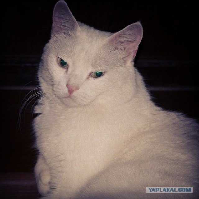 Пост невероятной кошачьей красоты. 25 фот.