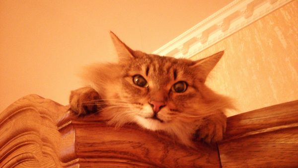 Новогодний котовторник,05.01.16.