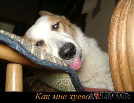 СОБАКИ и ЩЕНКИ. Все про собак!