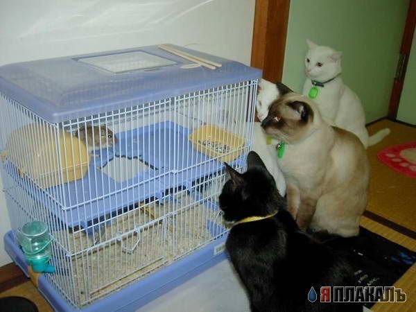 Коты, кошки, котята