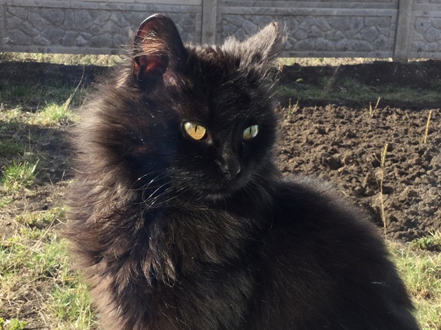 Трёхцветная - значит к счастью!