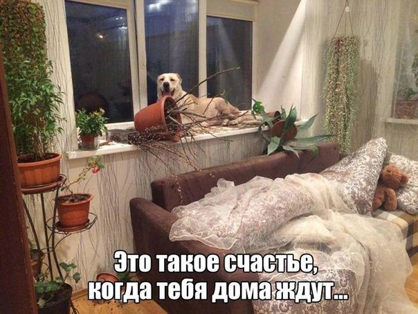 Мохнатые беспредельщики