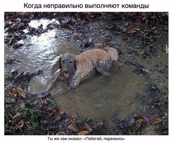 Мохнатые беспредельщики