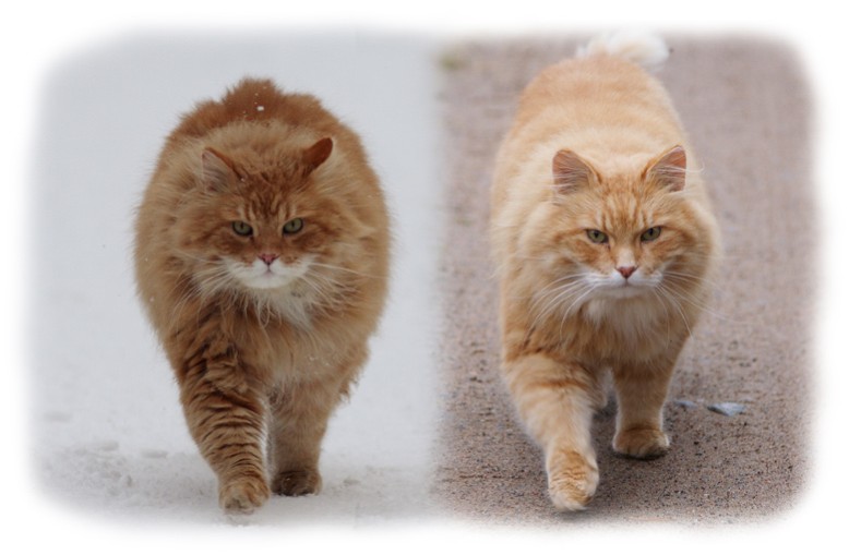 Кошки зимой. Кот летом и зимой. С последним днем зимы. Котики весна. Кот в снегу.