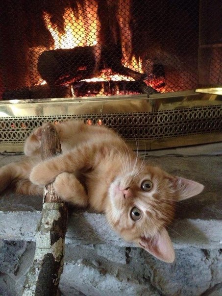 Коты из сети