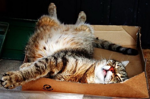 Коты и Кошки