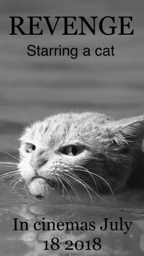 Обозленный из-за наводнения рыжий кот стал мемом
