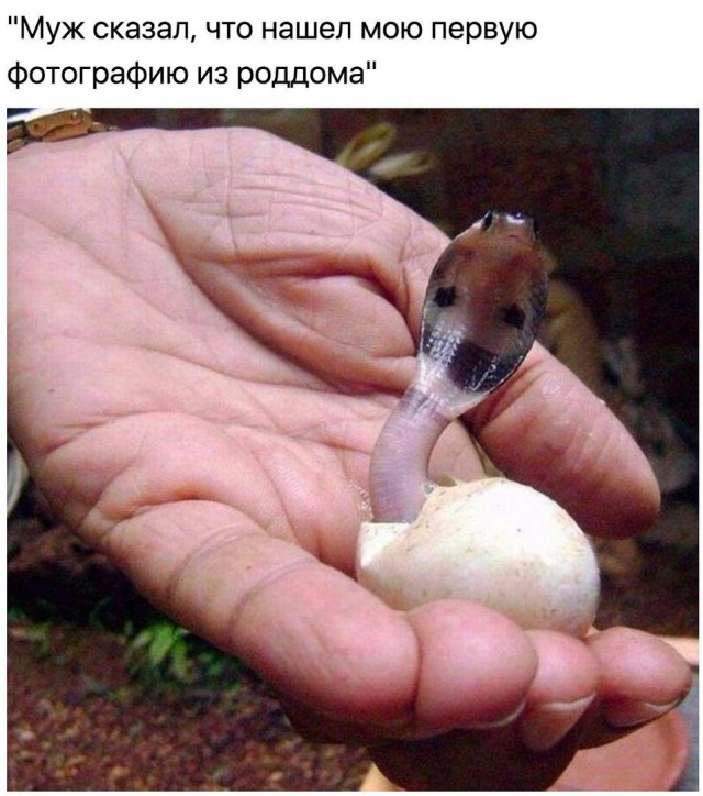 Баянистая годнота - 2