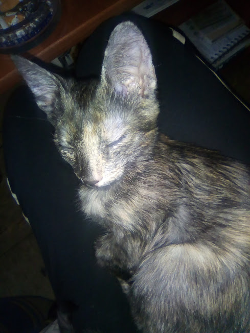 Котовторник 24.10.2017