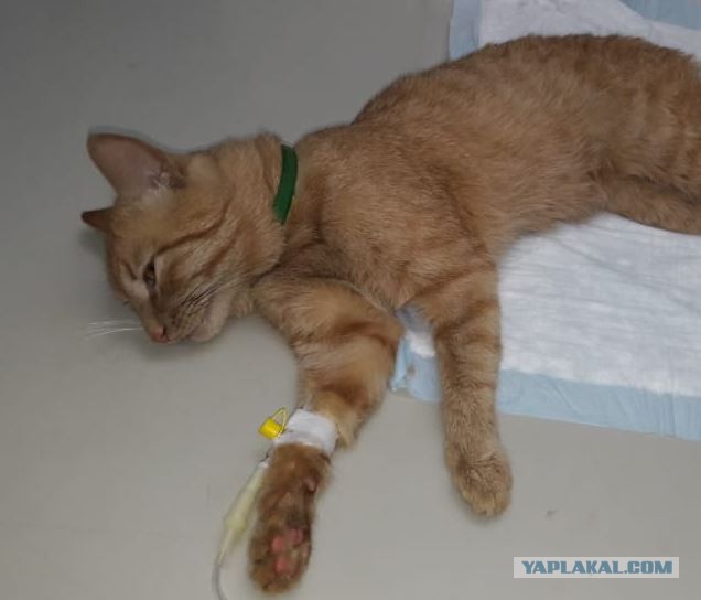Котовторник 19.06.2018