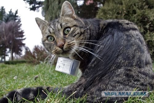 Котовторник на ЯПлакалъ (15.07.2008)
