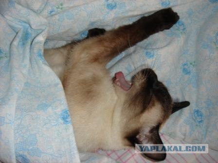 Котовторник (06.01)