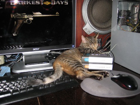 Бродячие коты 2 фотки