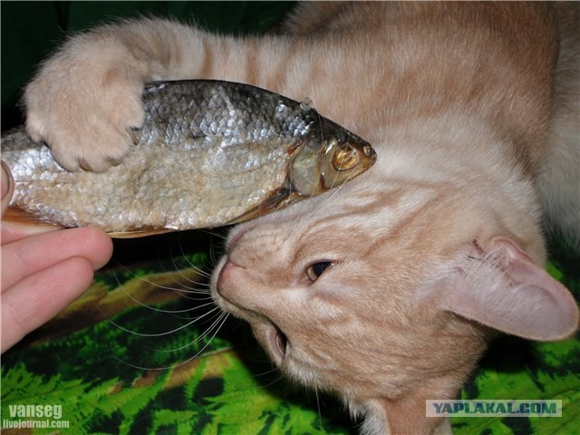 День котов