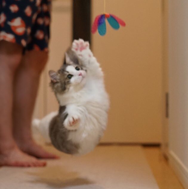 Прикольных котов пост