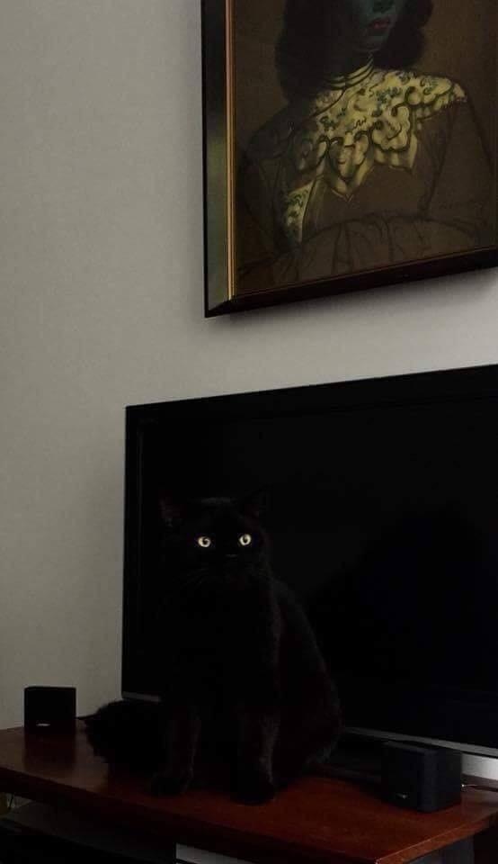 Прикольных котов пост