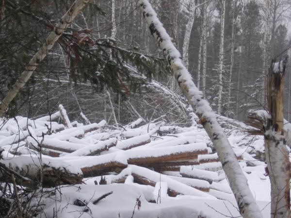 Весна, 5 дней таёжного одиночества