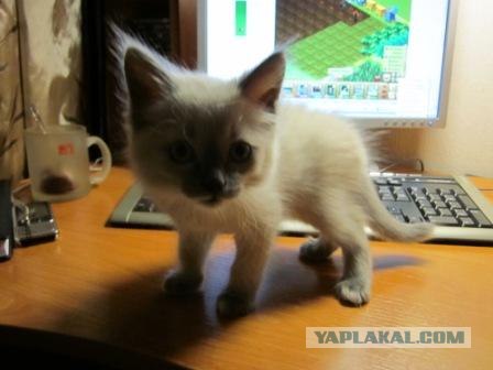Котовторник - С праздником, котоводы!