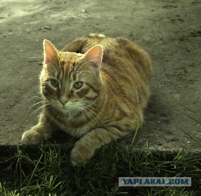 Супер-котофото на котовторник