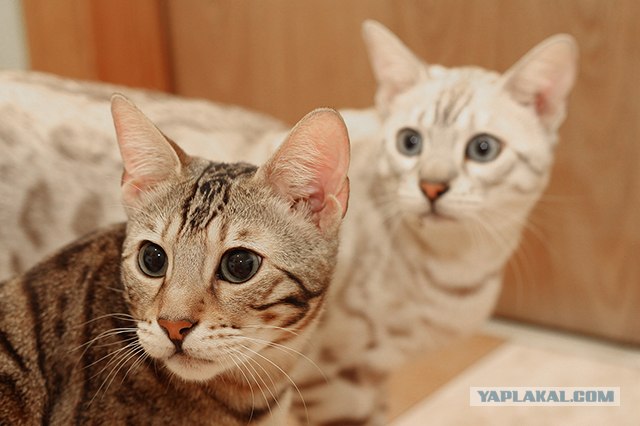 Котовторник (07.02.2012)
