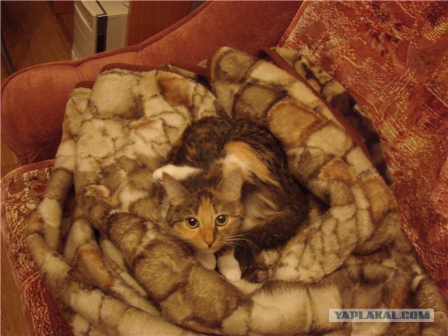 Котовторник 20.03.2012