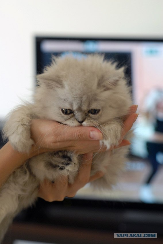 Котовторник  от 3.04.2012