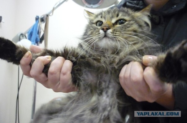 Котовторник 29.05.2012