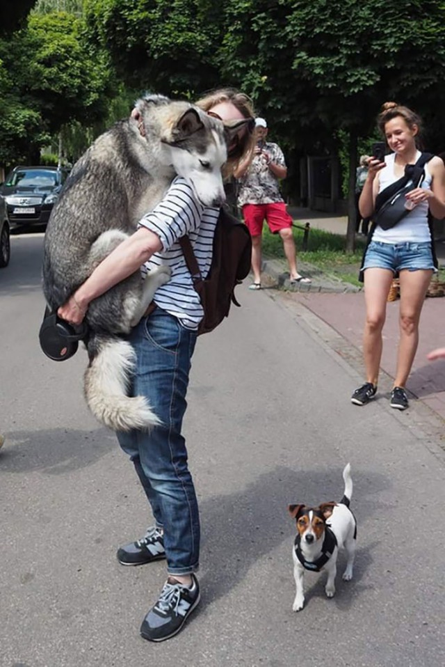 Живность из сети