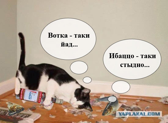 кот Матроскин и счёт за интернет